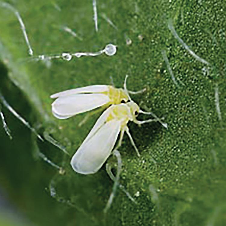 Whiteflies bugging vegetable & cotton producers